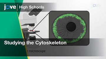 Studying the Cytoskeleton | Cell Bio | Video Textbooks - Preview