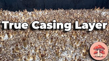 How To Apply a TRUE Casing Layer To Your Mushroom Monotubs