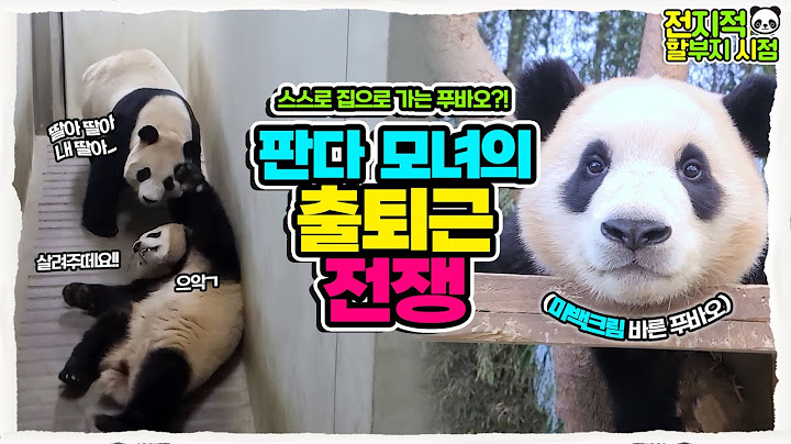 (SUB) Lovely Fubao, she can go to and from work alone well! Commuting Fancam🐼│Everland Panda Fubao