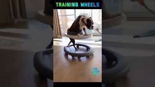 Most Ridiculous Pets Ever 😂 #shorts #funny #fails