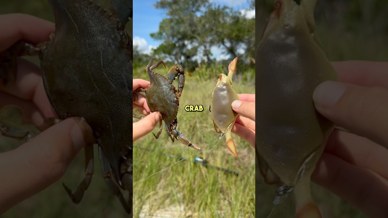 Catching giants on fake crab Topwater  lure! #fishing #fishingvideo #fish
