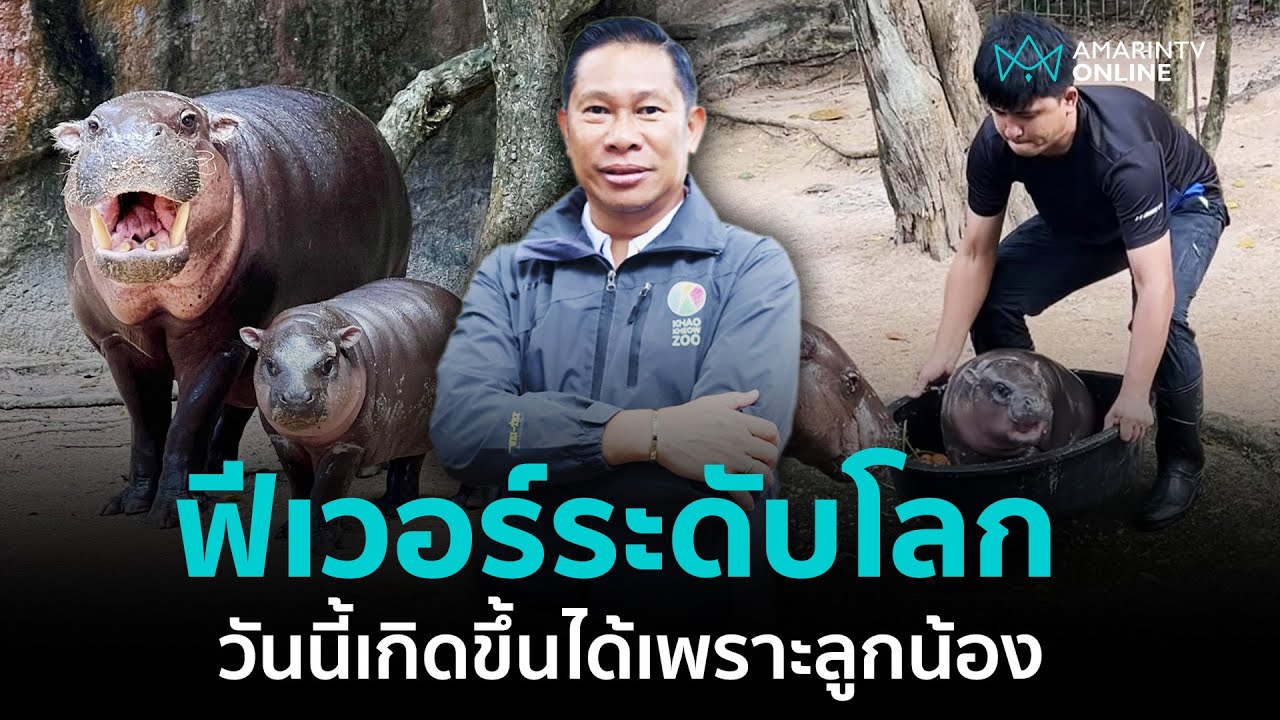 หมูเด้งฟีเวอร์! โชคชะตาที่ไม่คาดคิด ด้วยฝีมือลูกน้อง | อมรินทร์อัปเดต