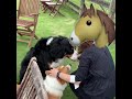 【コーギー】大型犬とラッキー