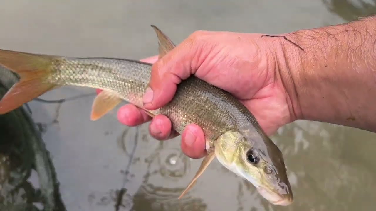 Trasaturi faine...mrene... pescuit la feeder pe raul Timis!