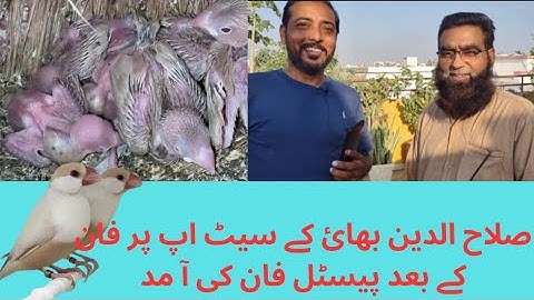 Informative Vedio About Pastel fawn java|| breeding progress Fawn Java setup || Asif Birds Farm