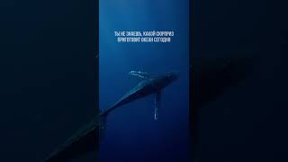 🐳 #фридайвинг