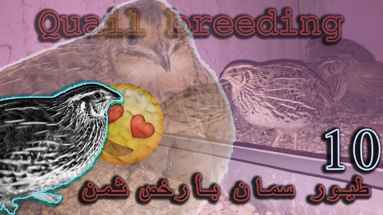 تربية 10من طيورالسمان في سطح المنزل وبأقل تكلفة Quail birds are cute
