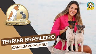 Terrier Brasileiro (Fox Paulistinha) | Canil Jardim Imbuí | Cinofilia Digital