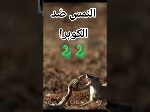 النمس ضد الكوبرا من الأقوى Shorts 