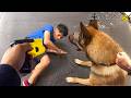 When Craziest K9 Takedowns Are Caught on Camera!