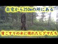 自宅から250mの所にある 背こすりの木に現れたヒグマたち トレイルカメラ Brown Bear Trail camera Hunting camera 北海道ヒグマチャンネル ヒグマ 羆