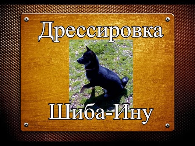 Дрессировка Шиба-Ину (Сиба -Ину)Второе занятие. Marine Park, Brooklyn, NY.