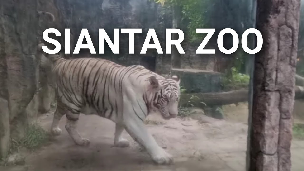 Kebun binatang pematang siantar | siantar zoo |