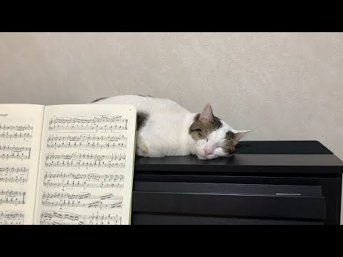 娘のピアノをしんみりと聴く猫