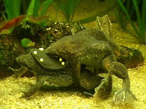 Pipa Parva / Sabana Surinam Toad