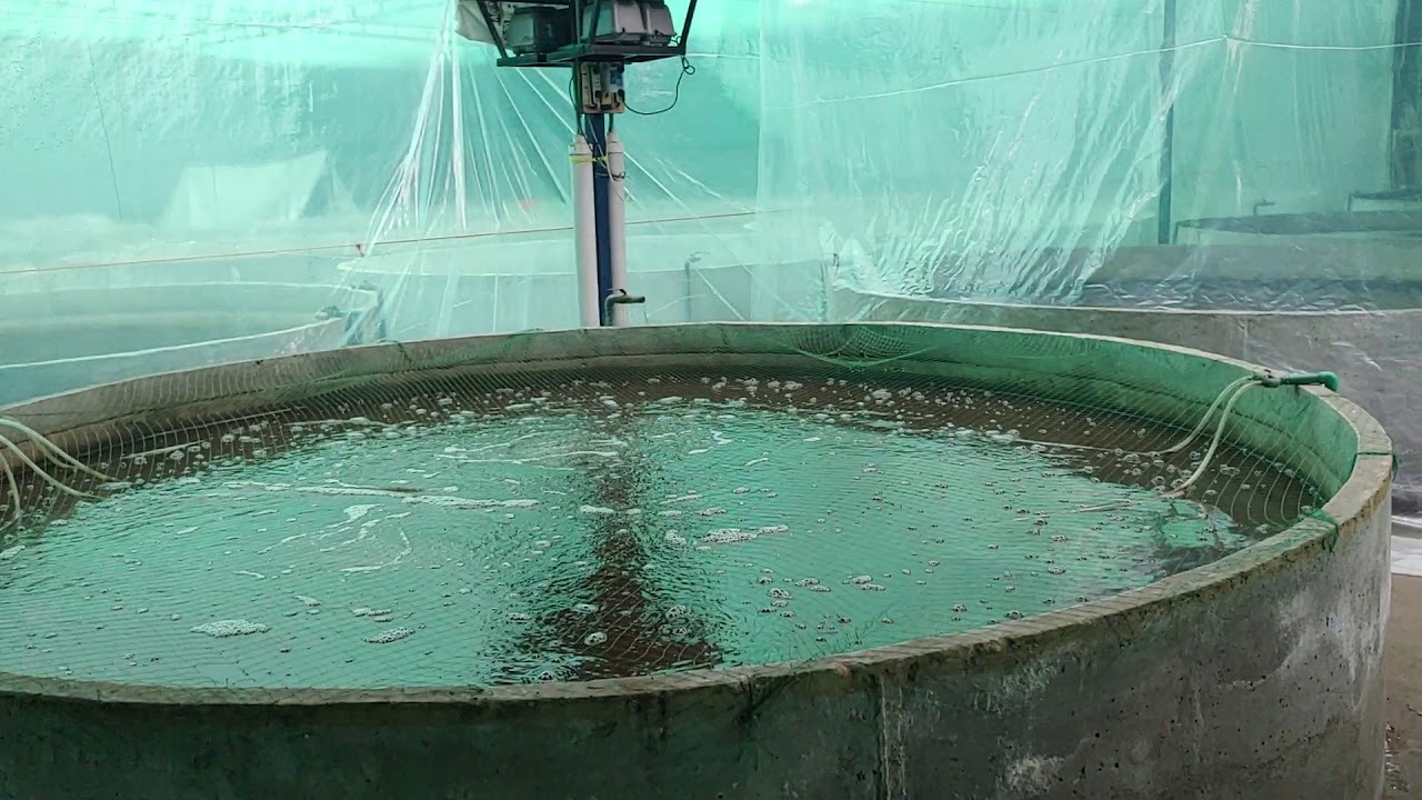 Biofloc fish farm in Peshawar Pakistan - YouTube