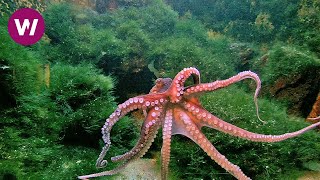 Octopus with New Age Music ► 2 HOURS ◄  (HD 1080p)