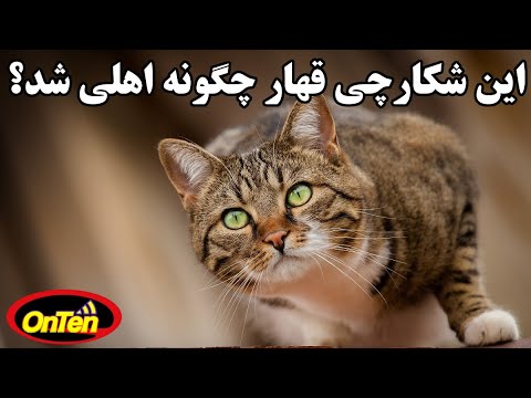 تصویری: هاری در سگ ها چیست