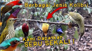 INSANE❗️Attracting All Types of Hummingbirds, They’re All Gathering Here, INSTANT SUCCESS❗️😱❗️