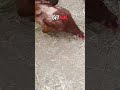 The chickens didn't stand a chance! 🐔 #DogMoments #FunnyDogs #Shorts