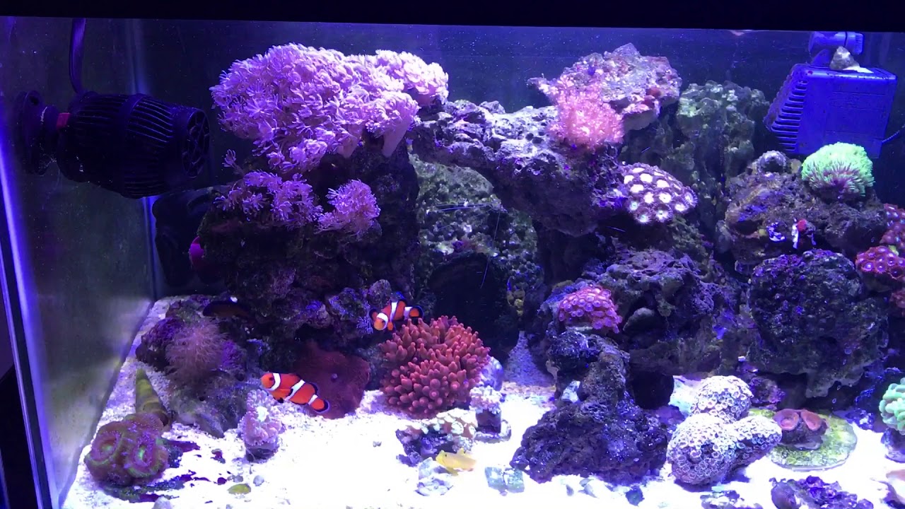 Морской Аквариум дома с водой из под крана.