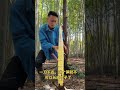 BambooShoots Cutting Skills #viral #shortsfeed #bushcraft #bamboocutlery #bamboobush #bambooshoots
