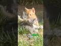 PART 2 - what do I do with these stray noborn kittens?