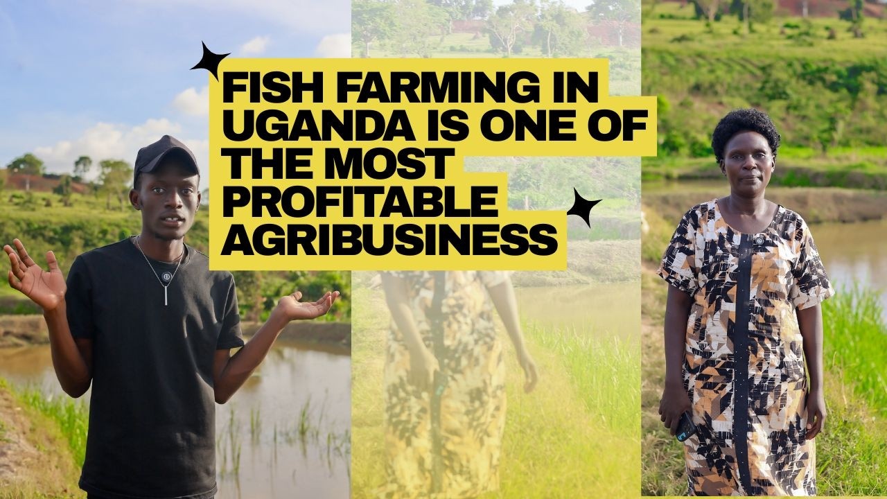 How Fish farming in Uganda is one of the most profitable agribusiness ideas right now!+256776 193484