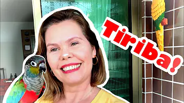 O que o pássaro Tiriba come?