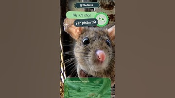 Tác hại của thuốc diệt chuột #Tác_hại_thuốc_diệt_chuột #Không_rõ_nguồn_gốc #Sức_khỏe_con_người