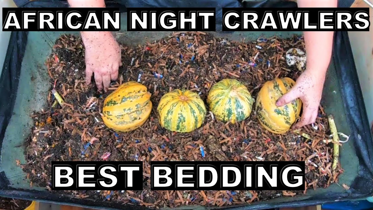 African Night Crawlers' Preferred Bedding YouTube