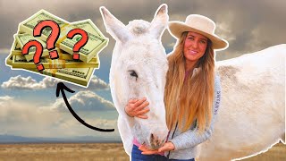 How much does a HORSE or MULE cost in 2024? Everything you NEED to know! (Are they worth it??)