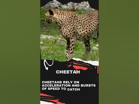 Cheetah vs Usain Bolt Speed - YouTube