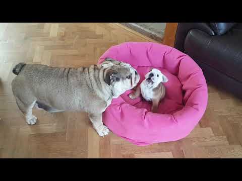 Newborn puppy just wants to play with mom and it's adorable