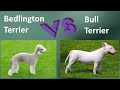 Bedlington Terrier VS Bull Terrier: Breed Comparison - Bull Terrier / Bedlington Terrier Differences