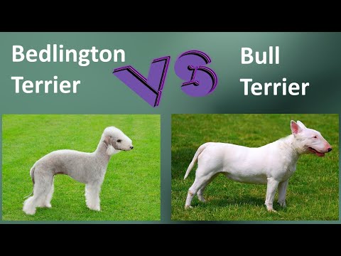 Wideo: Rasa Bedlington Terrier Hipoalergiczna, Zdrowa I Długowieczna