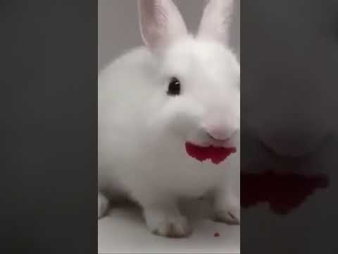 Кролик ест клубнику #cute #кролики #funny - YouTube