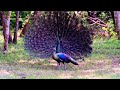 Green peafowl, native of Southeast Asia, the embodiment of consciousness in the natural world