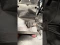 Fafda making machine | punjab engineering Indore 9202353574