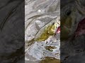 Fishing for giants #ytshorts #youtubeshorts #fishing #fish #bassfishing #bass #smallyoutuber
