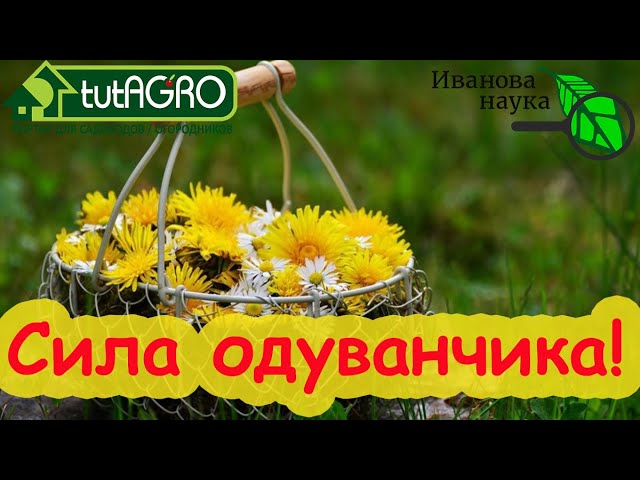 СИЛА ОДУВАНЧИКА! Как лучше потреблять одуванчик для здоровья и кому его нельзя (много).