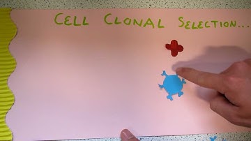 Immunity animation - Cell clonal selection
