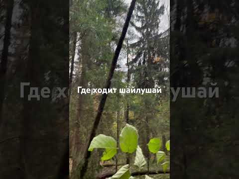 Где ходит шайлушай