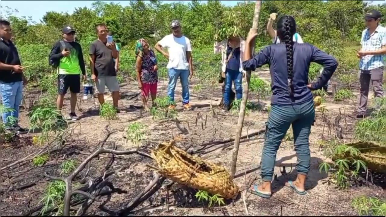 CULTIVO DE YUCA BRAVA - TECNICA ANCESTRAL