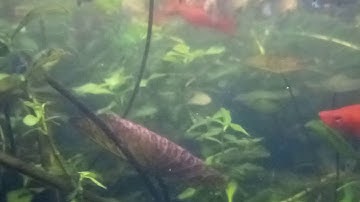 Ngắm cá bảy màu, cá hồng kim, cá trân châu, cá mún các loại nuôi trong hồ xi măng