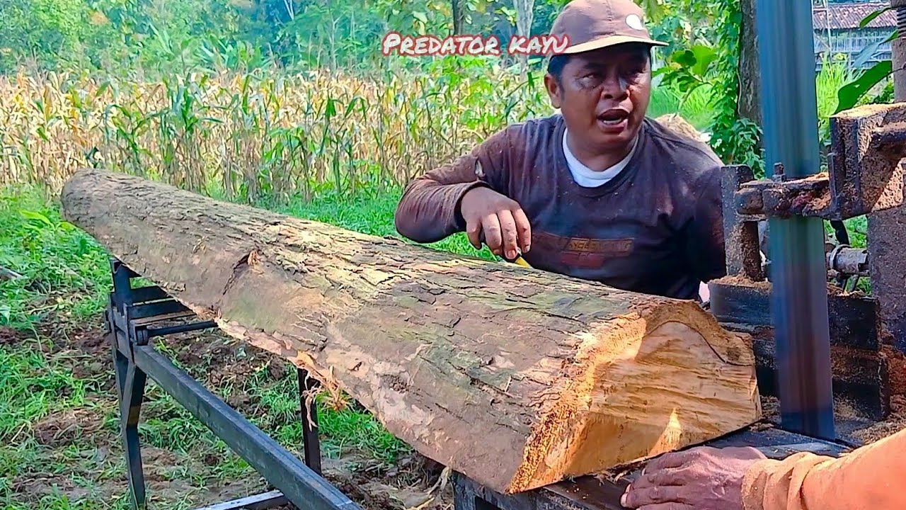MAU KETAWA TAKUT DOSA‼️ Gergaji Mesin Bandsaw Rakitan Merajang Kayu Jati 