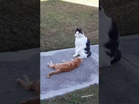 A Stray Tom cat befriended our male kitten