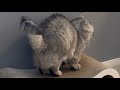 伸びる時に丸くなる猫