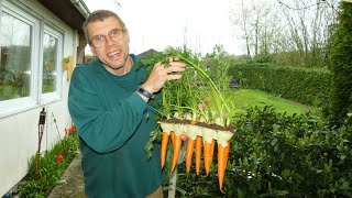 Karotten Im Eierkarton Anbauen