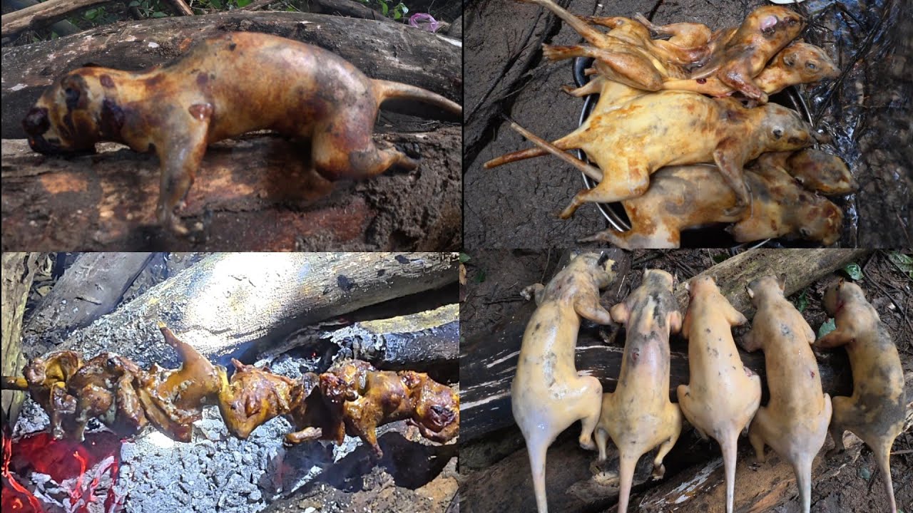 BỘI THU THỊT RỪNG,3 ANH EM VÀO RỪNG CẮM TRẠI...
